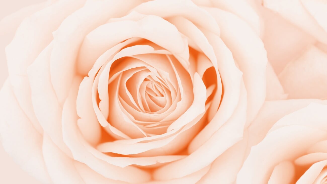 Close up rose flower, delicate macro petals peach cream pastel colors, natural flowery background. Fresh soft blooming rose. Selective focus flowery card, nature floral design postcard, above view; Shutterstock ID 2090390197