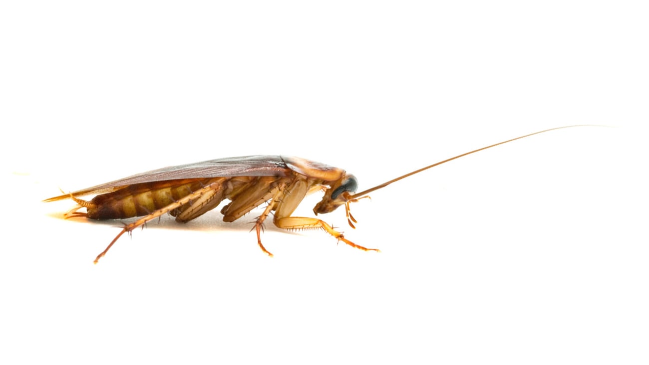 Cockroach isolated on white background; Shutterstock ID 31706182