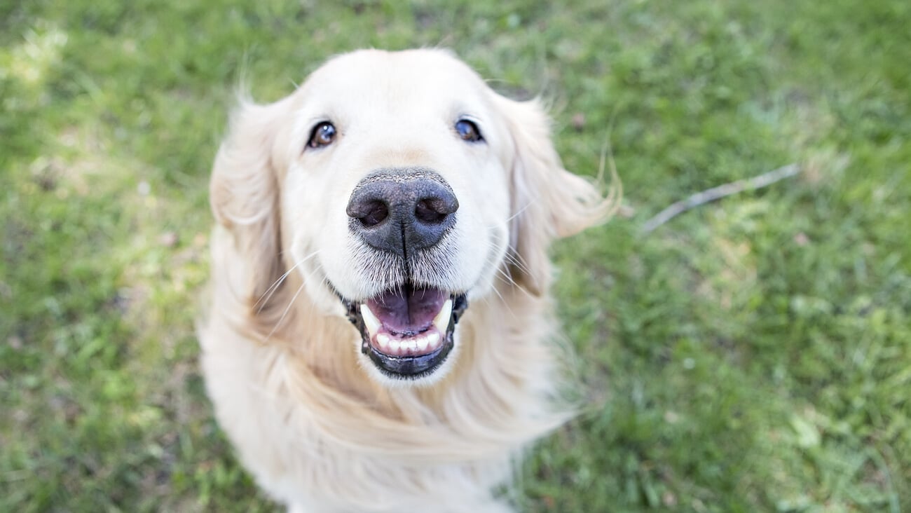 Golden Retriever sitting outside Smiling; Shutterstock ID 321594251