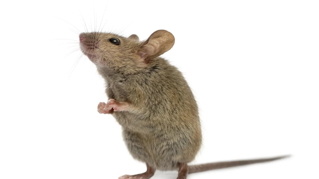 Wood mouse looking up in front of a white background; Shutterstock ID 321711365