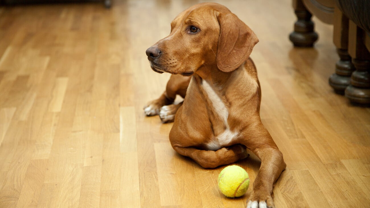 Dog waiting to play in house; Shutterstock ID 474296668