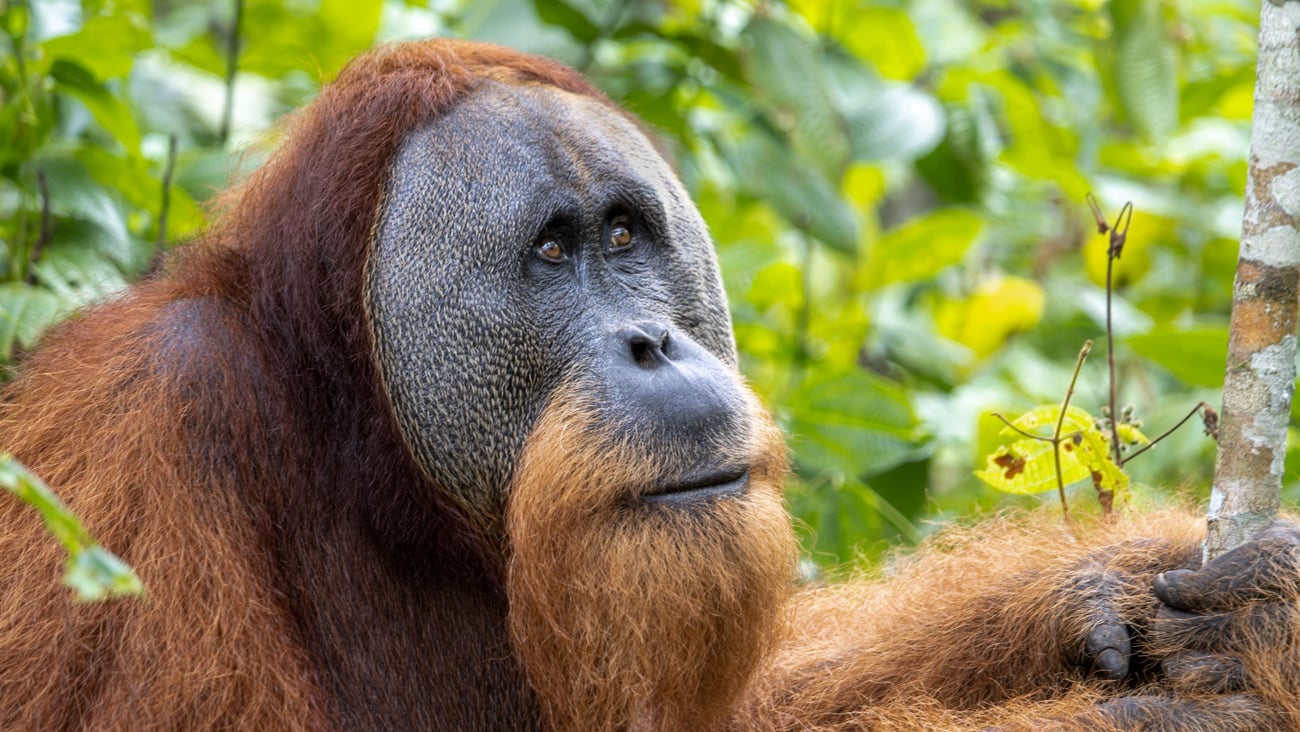 An orangutan in the jungle sitting peacefully