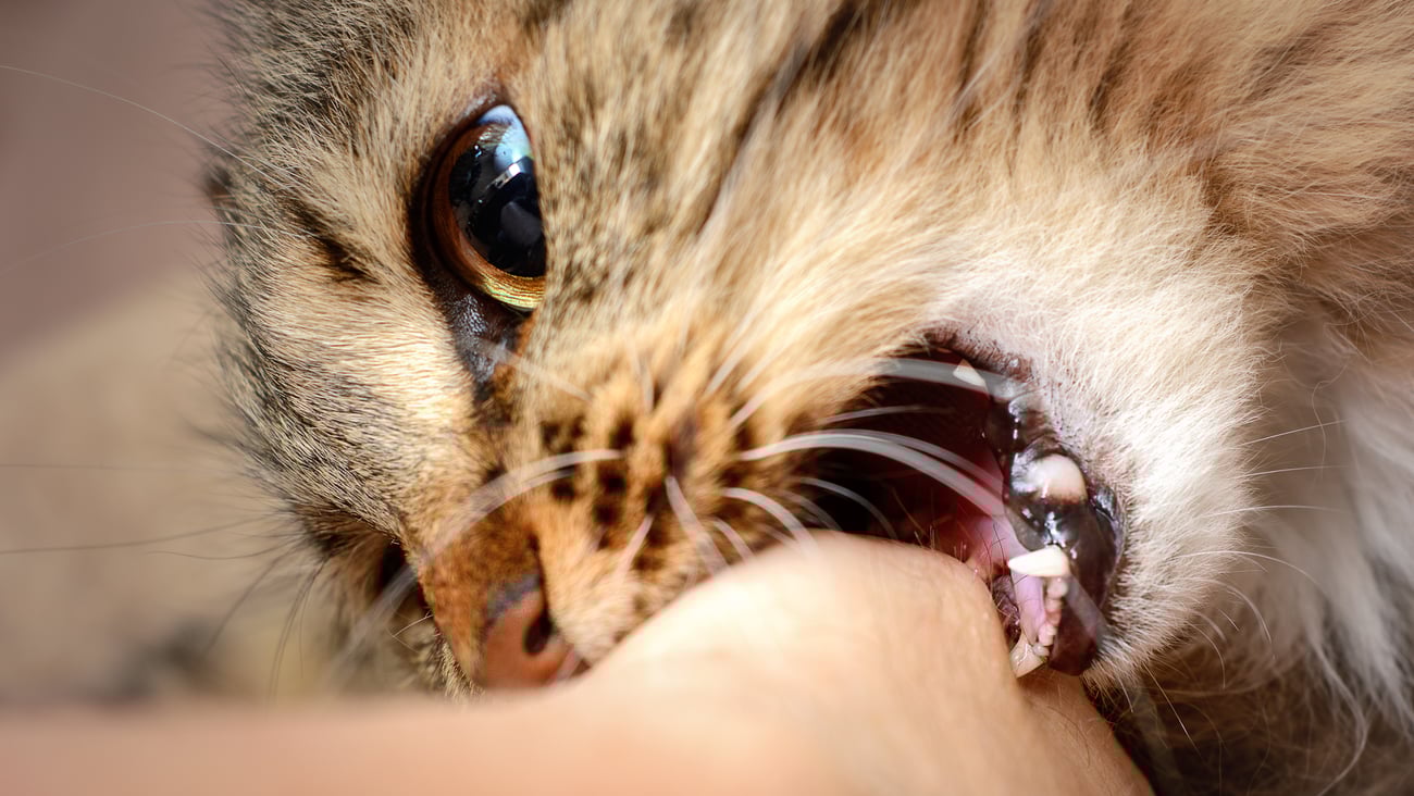 beige cat biting human hand
