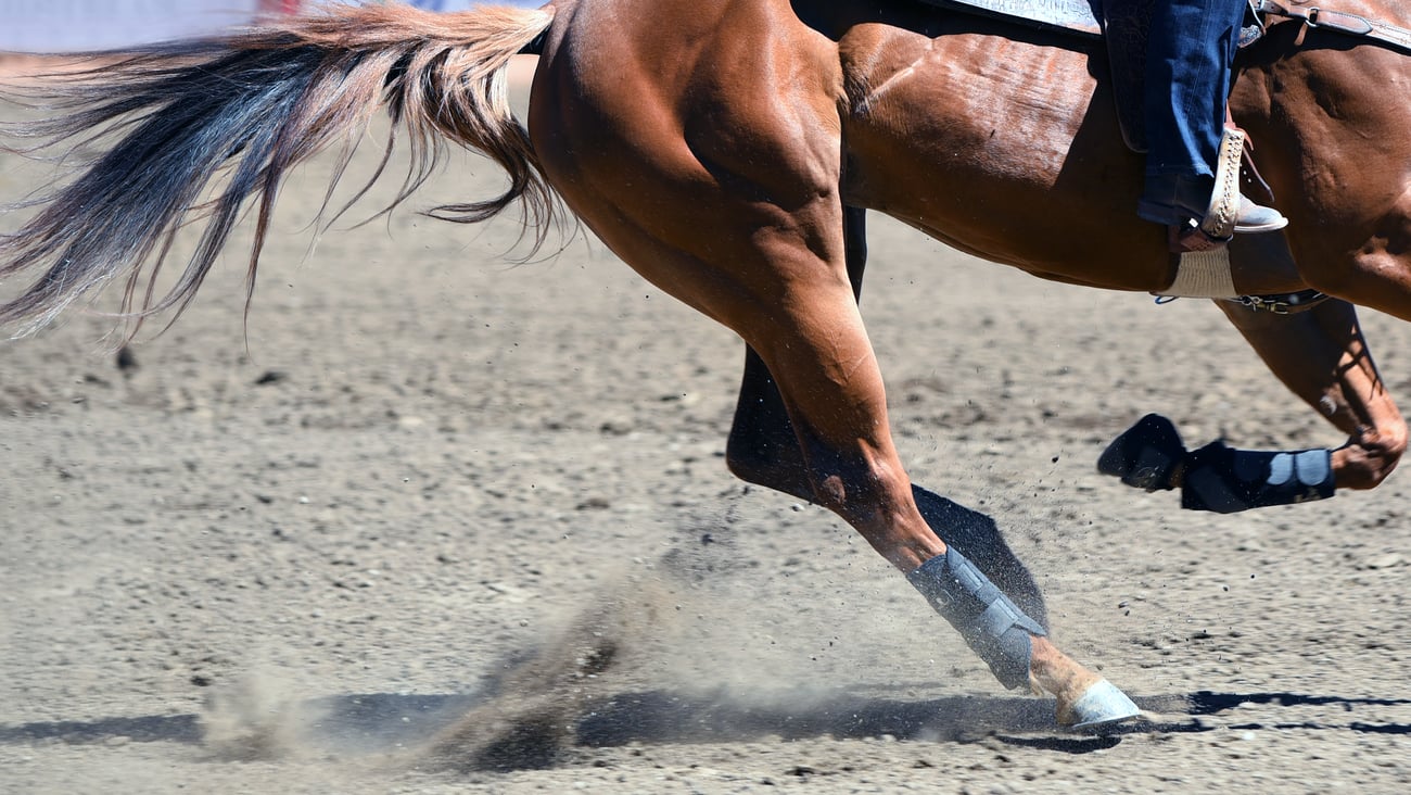 Horse running around in a rodeo ring