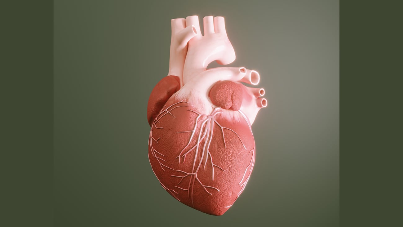 Anatomical model of a human heart