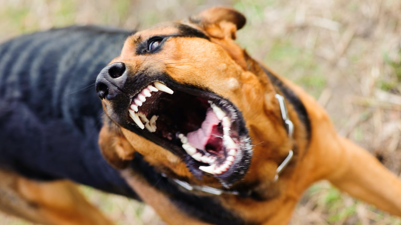 Snarling dog with big teeth