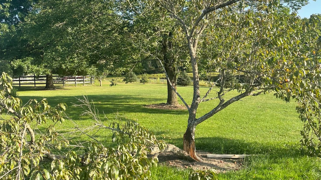 damaged peach tree