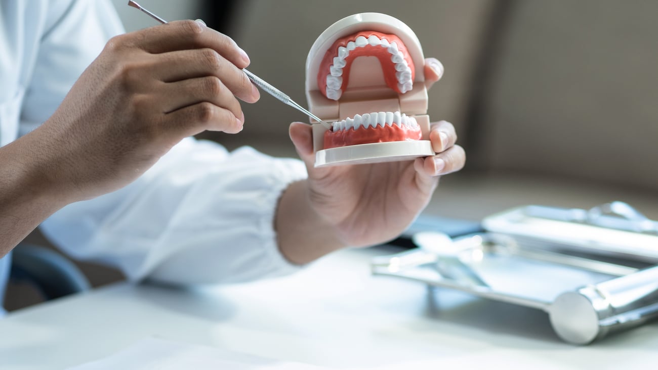 Dentist with a model of teeth