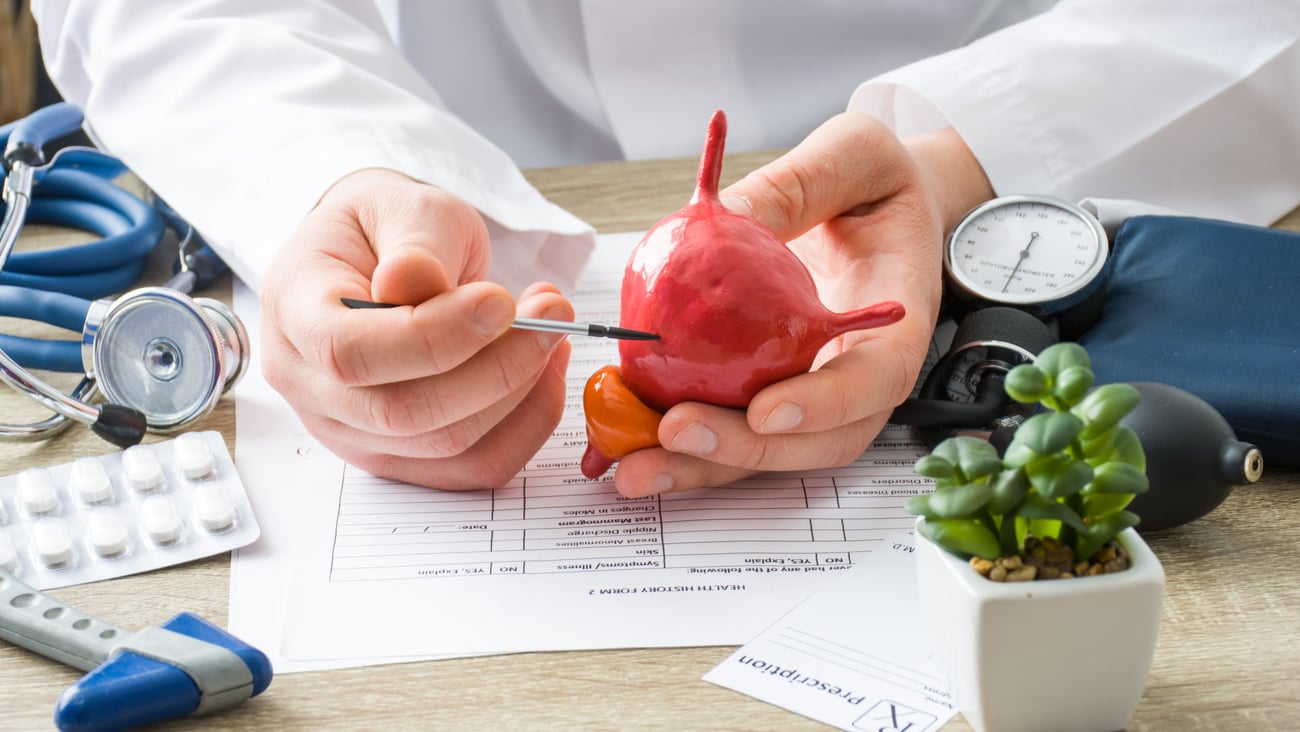 At doctors appointment physician shows to patient shape of urine bladder with focus on hand with organ. Scene explaining patient causes and localization of diseases of bladder and the urinary system; Shutterstock ID 1292869369