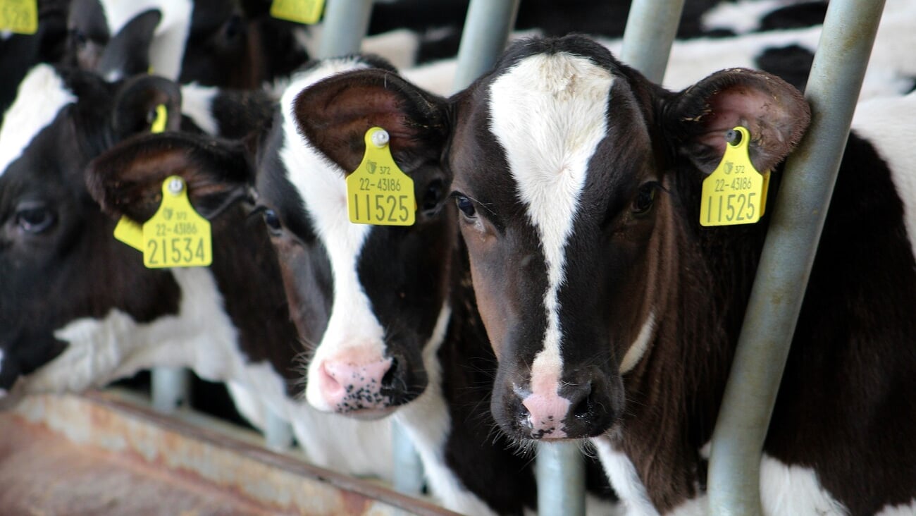 Agricultural photos with a focus on Irish beef, dairy,  sheep industries and farming.; Shutterstock ID 2255450235