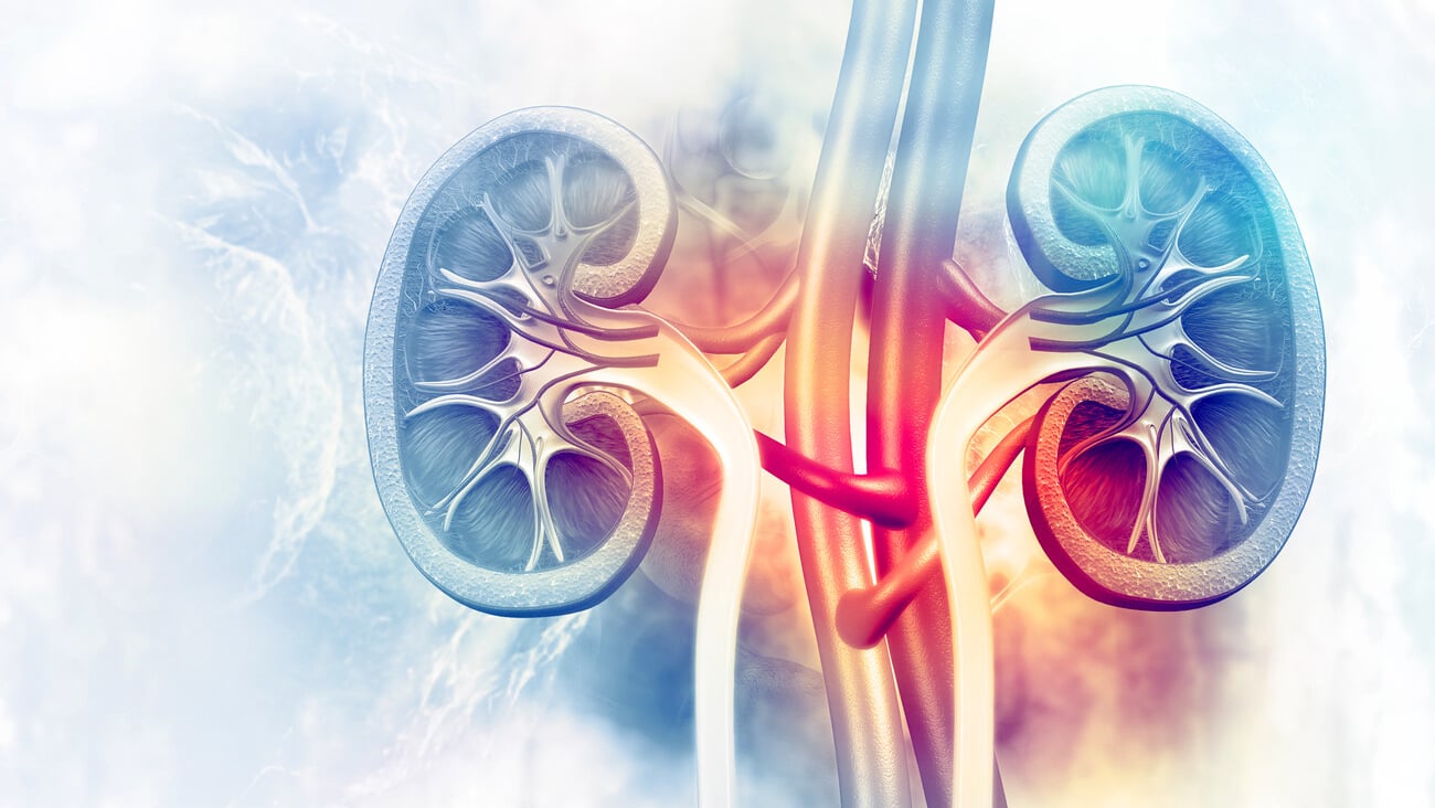 Human kidney cross section on scientific background. 3d illustration; Shutterstock ID 692941057