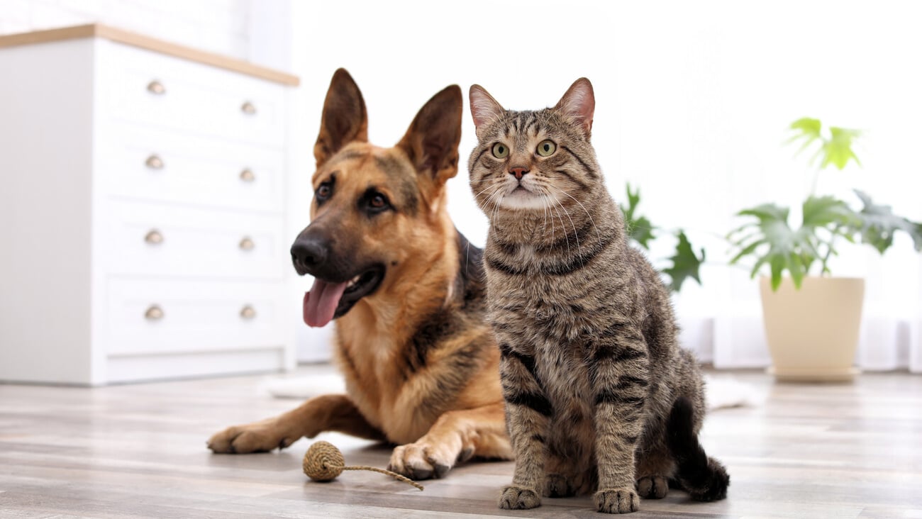 Adorable cat and dog resting together at home. Animal friendship; Shutterstock ID 1095001979