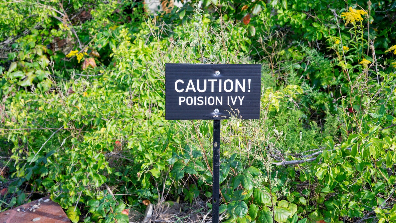 Caution poison ivy sign; Shutterstock ID 1379722649