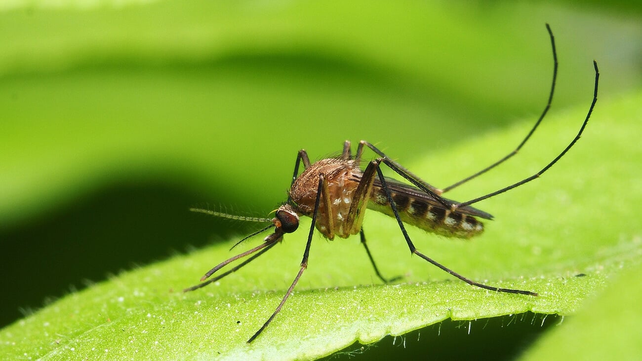 macro normal female mosquito isolated on green leaf; Shutterstock ID 1404144338