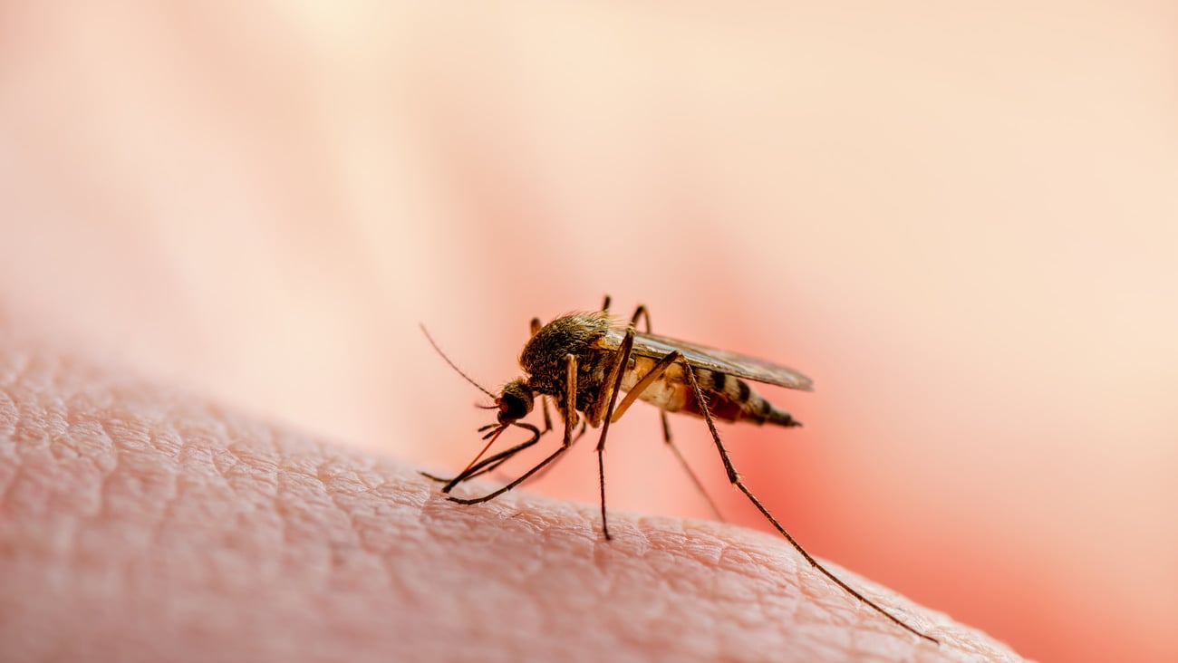 Dangerous Malaria Infected Mosquito Skin Bite. Leishmaniasis, Encephalitis, Yellow Fever, Dengue, Malaria Disease, Mayaro or Zika Virus Infectious Culex Mosquito Parasite Insect Macro.; Shutterstock ID 1483138139