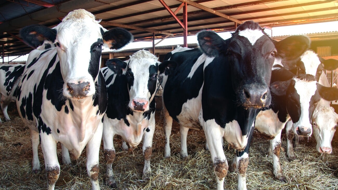 several dairy cows in a barn; Shutterstock ID 2289540763