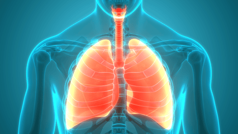 illustration of human respiratory system, highlighting the lungs