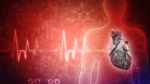 illustration of human heart in the chest cavity