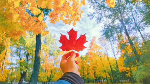 Maple leaf