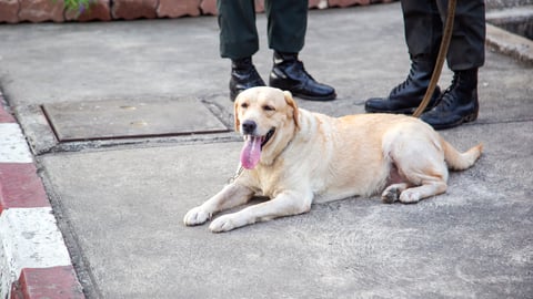a dog lying on a sidewalk