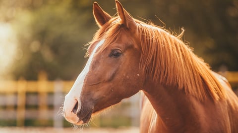 a close up of a brown horse standing next to a fence