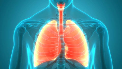 illustration of torso highlighting the lungs