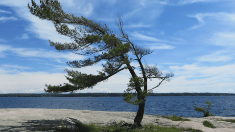 a tree next to a body of water