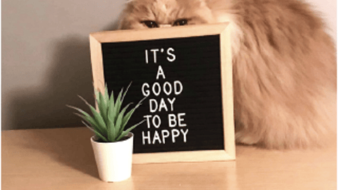 a cat sitting on a table