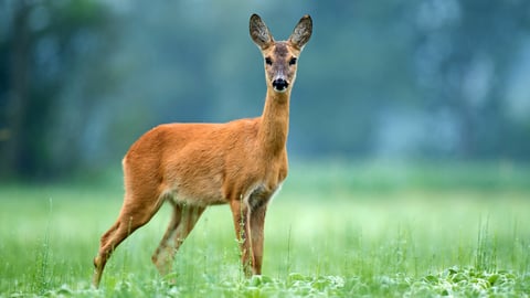 a deer standing on a lush green field