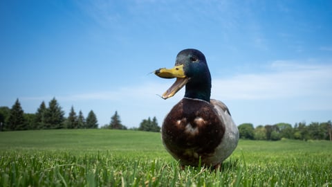 a duck standing on a lush green field