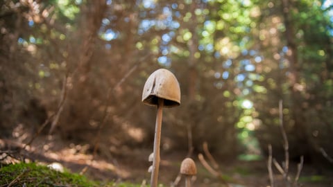 mushrooms in the woods