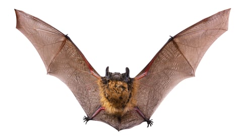 A photo of a brown bat with wings spread against a white background