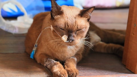 A cat getting chemotherapy 