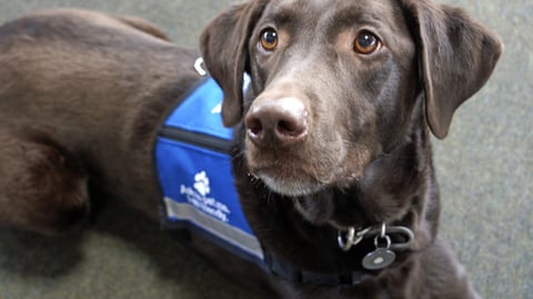 Therapy dog