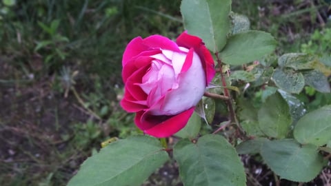 A pink rose