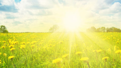 sun shining on a field of flowers