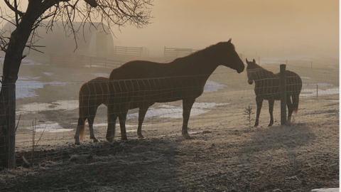 horses in sillouette, teaser format