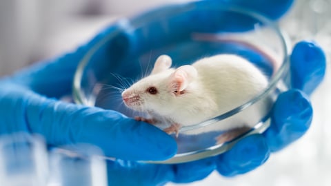 White mouse in petri dish held by blue gloved hand