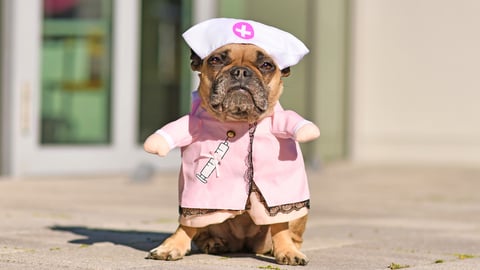 dog-in-nurse-uniform