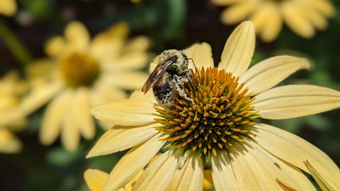 pollen-covered bee on a yellow flower