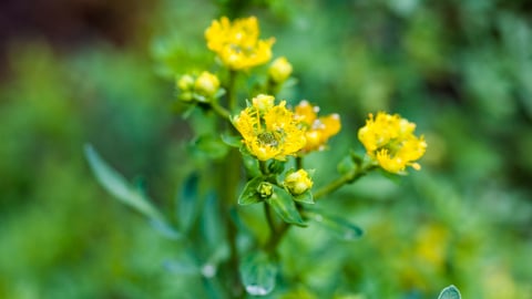 Herbs in a garden