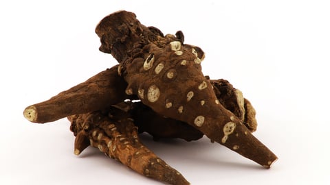 Dried herbal root