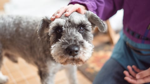 hand-petting-dog