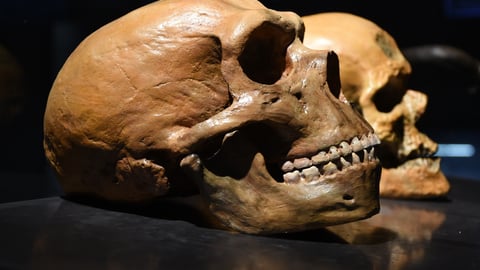 Neanderthal skulls