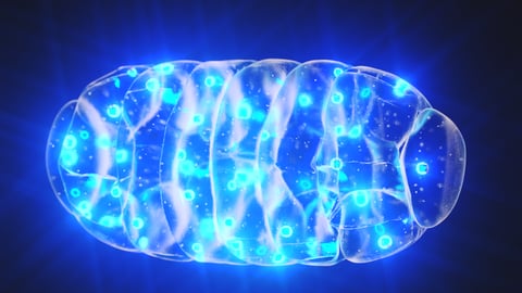 Digital image of a mitochondria 