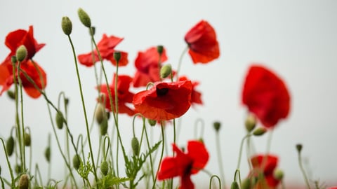 Close up of some poppies in a field