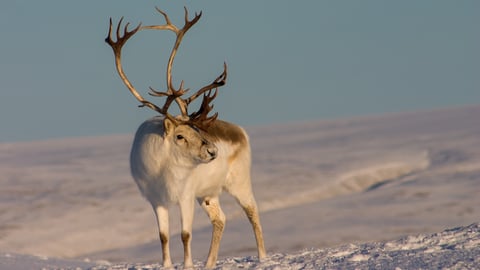 Caribou in the wild