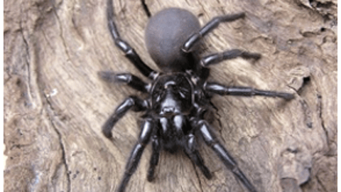 Sydney funnel web spider