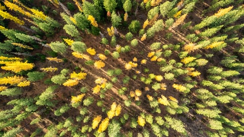 overhead view of trees