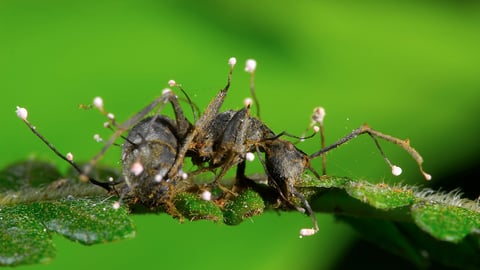 Ant covered in fungus